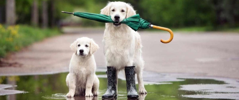 Herfst wandelen met je hond