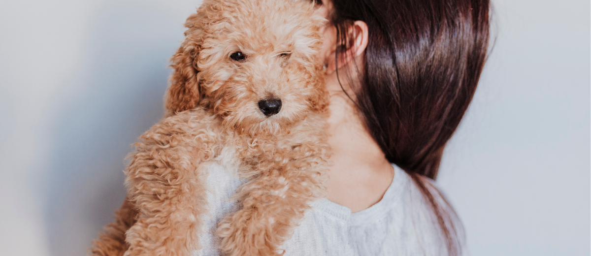 Voordelen van het hebben van een Puppy