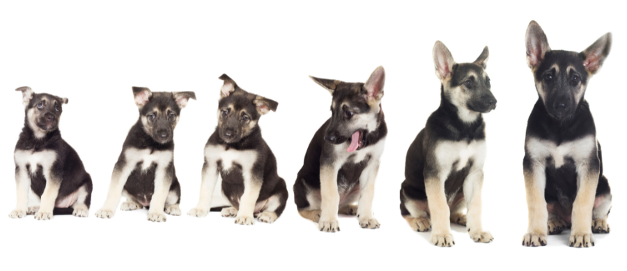 Puppy ontwikkeling