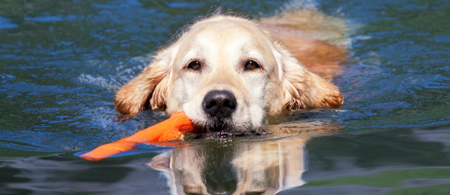 verrijking voor je hond