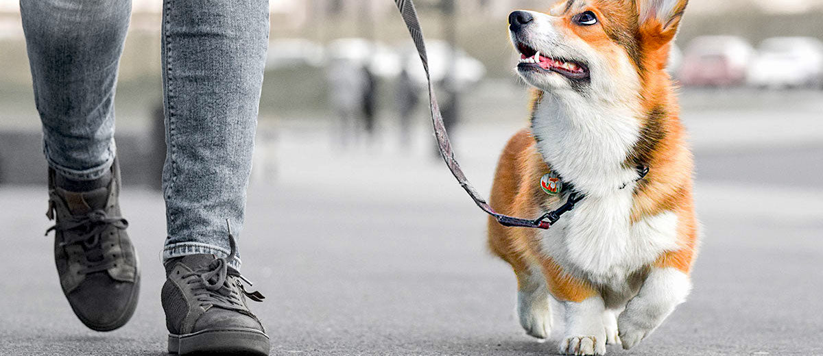 Wandelplezier met je hond (tips)