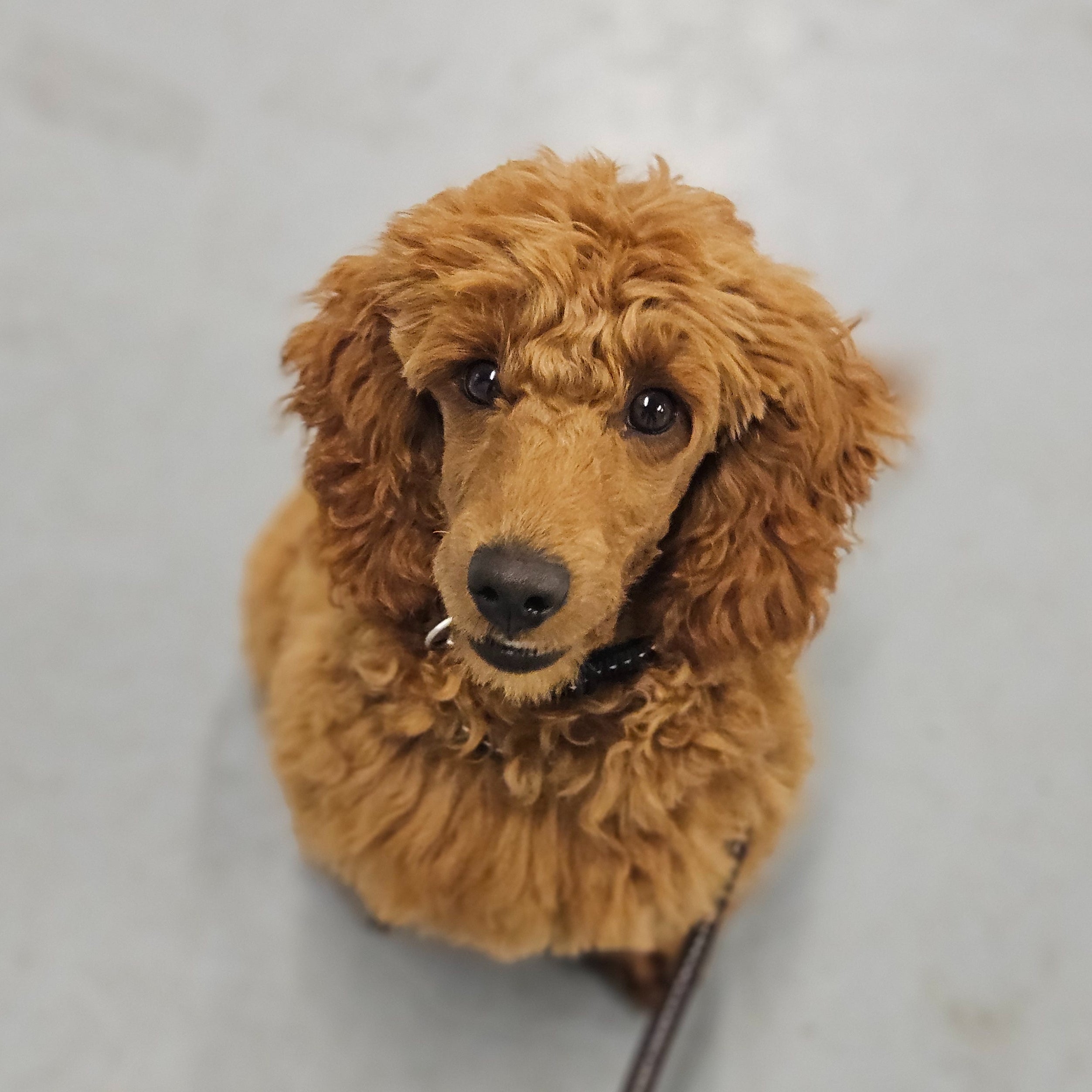 Puppycursus | Puppy PRO - Gehoorzaamheid Vervolg