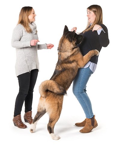 HELP! Mijn hond SPRINGT