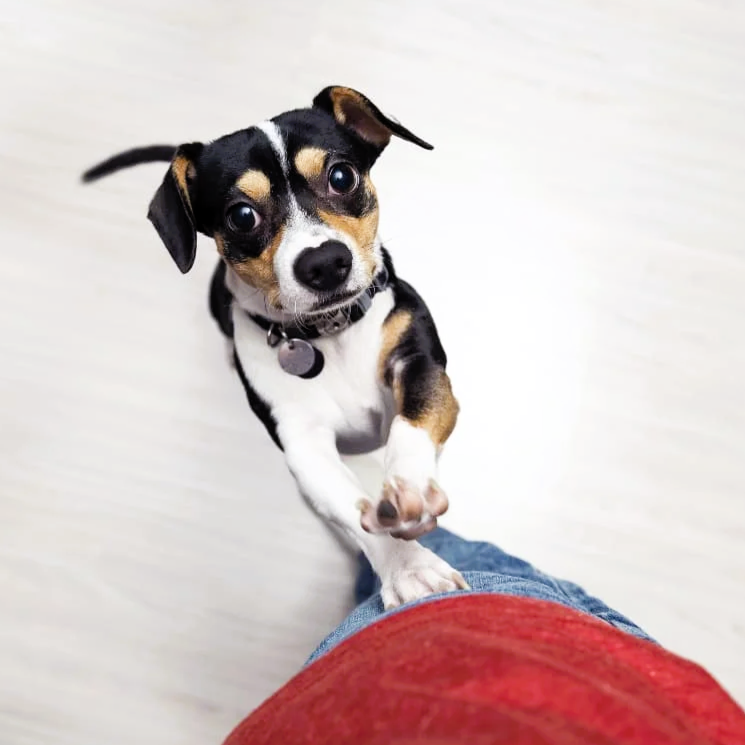 HELP! Mijn hond SPRINGT