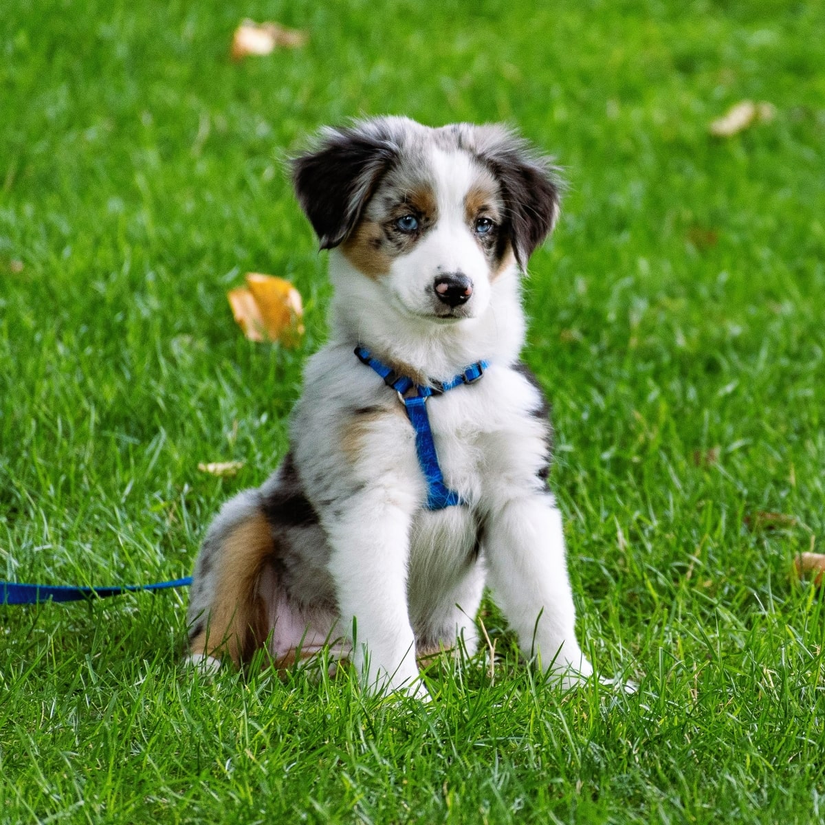 Puppycursus | Puppy PLUS - Gehoorzaamheid Basis