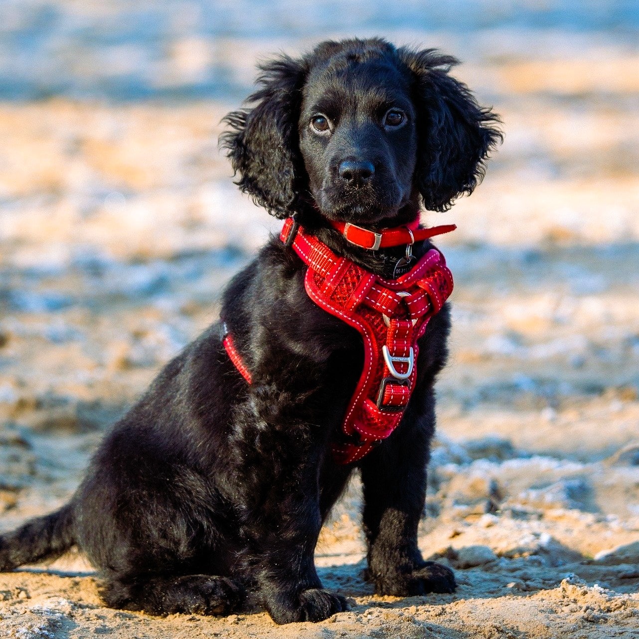 Puppycursus | Puppy PRO - Gehoorzaamheid Vervolg