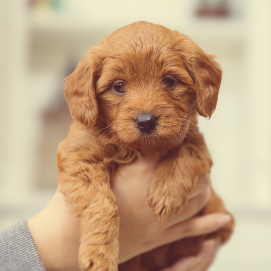 Puppycursus Puppy FUN – Socialisatie voor pups vanaf 8 weken