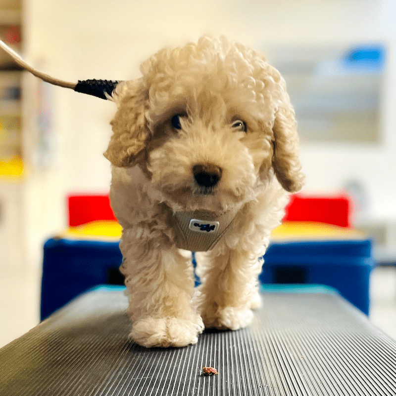 Puppycursus Puppy FUN – Socialisatie voor pups vanaf 8 weken