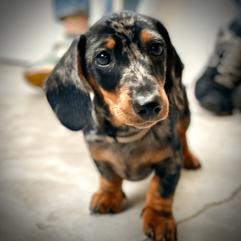 Puppycursus Puppy FUN – Socialisatie voor pups vanaf 8 weken