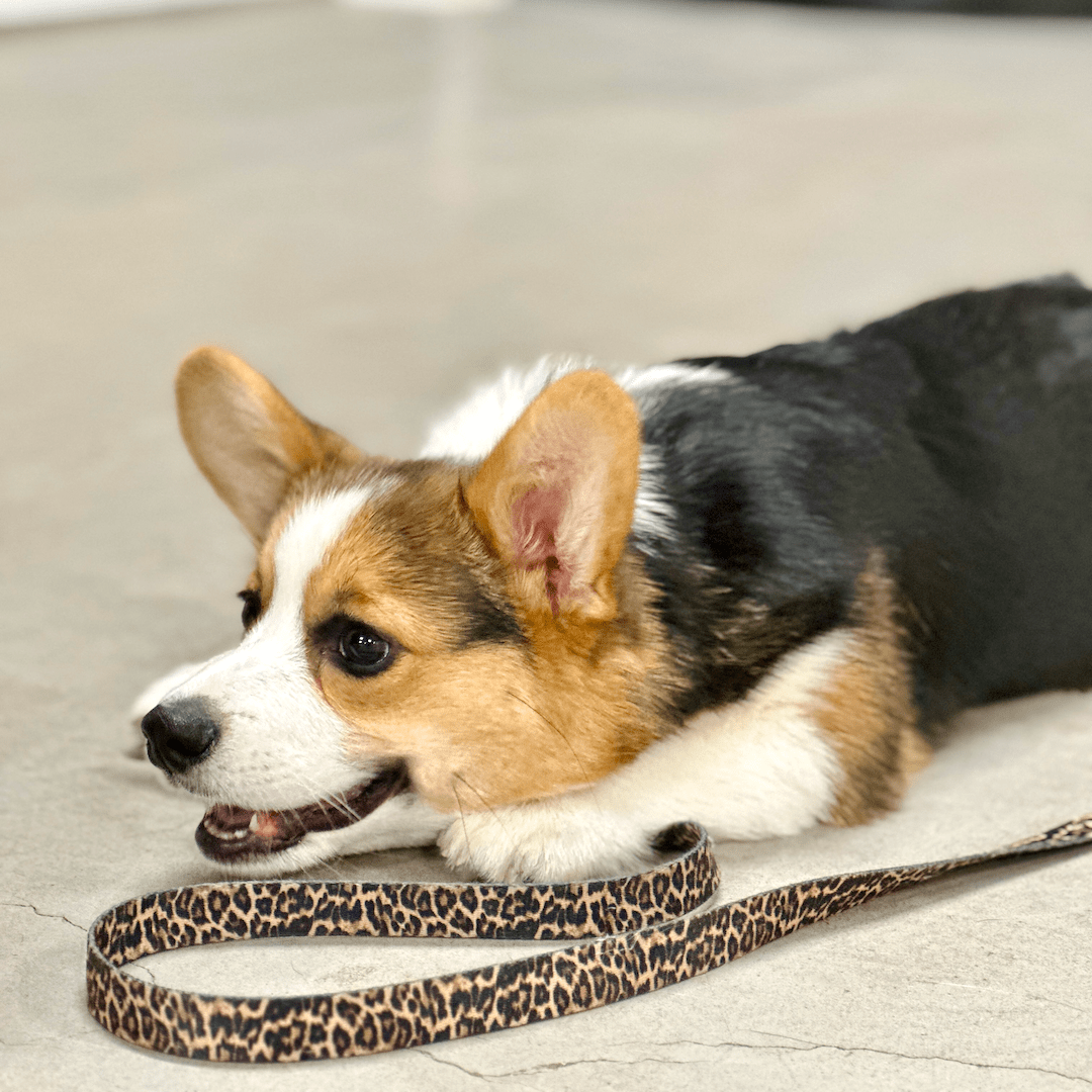 Puppycursus | Puppy PLUS - Gehoorzaamheid Basis