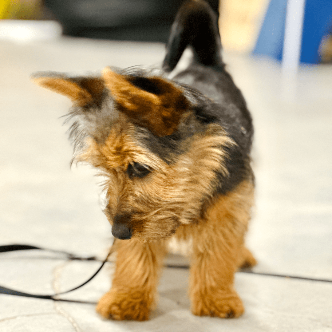 Puppycursus | Puppy PLUS - Gehoorzaamheid Basis