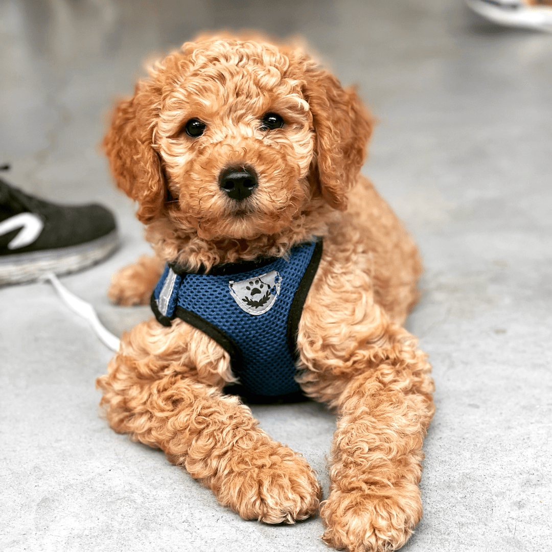 Puppycursus | Puppy PLUS - Gehoorzaamheid Basis