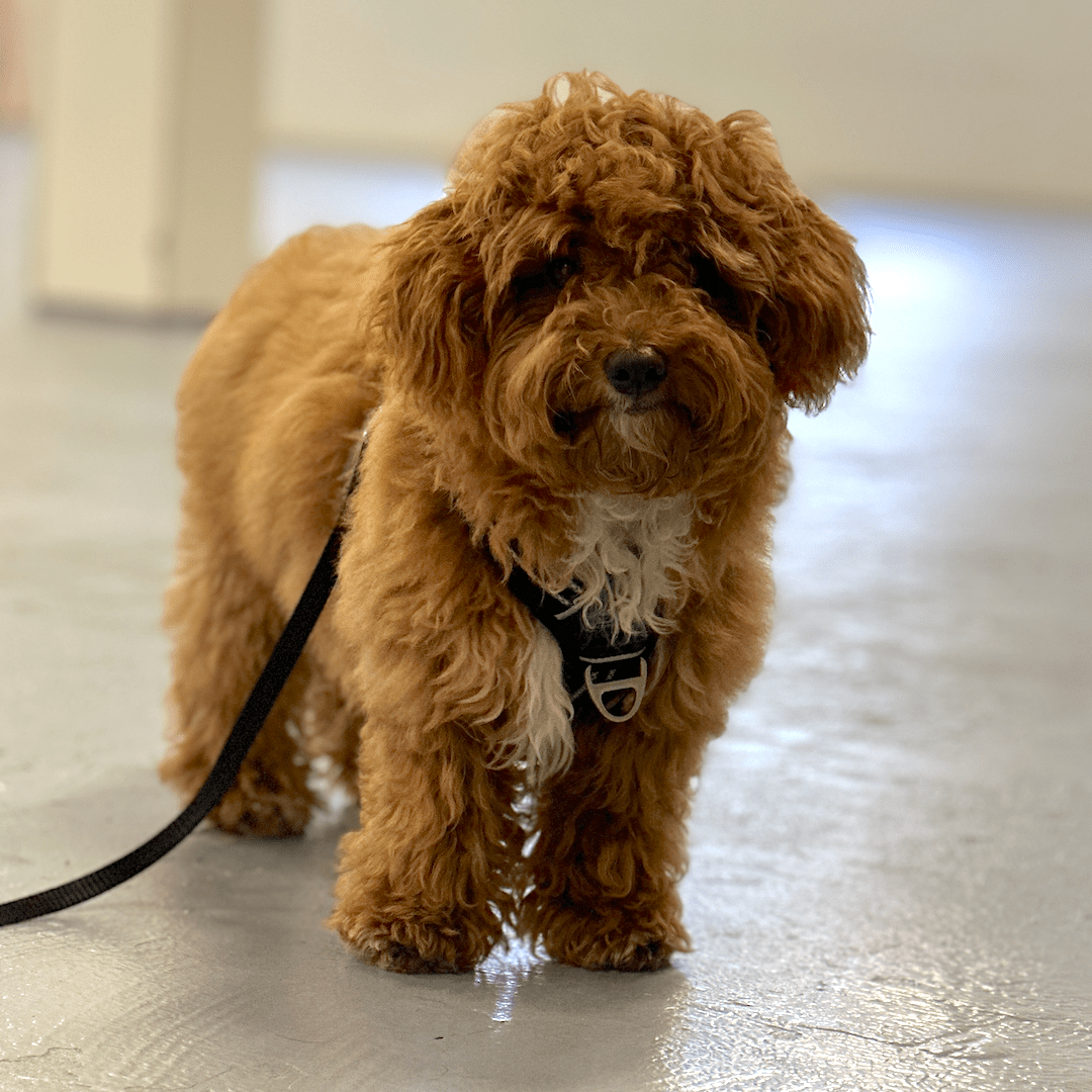 Puppycursus | Puppy PRO - Gehoorzaamheid Vervolg