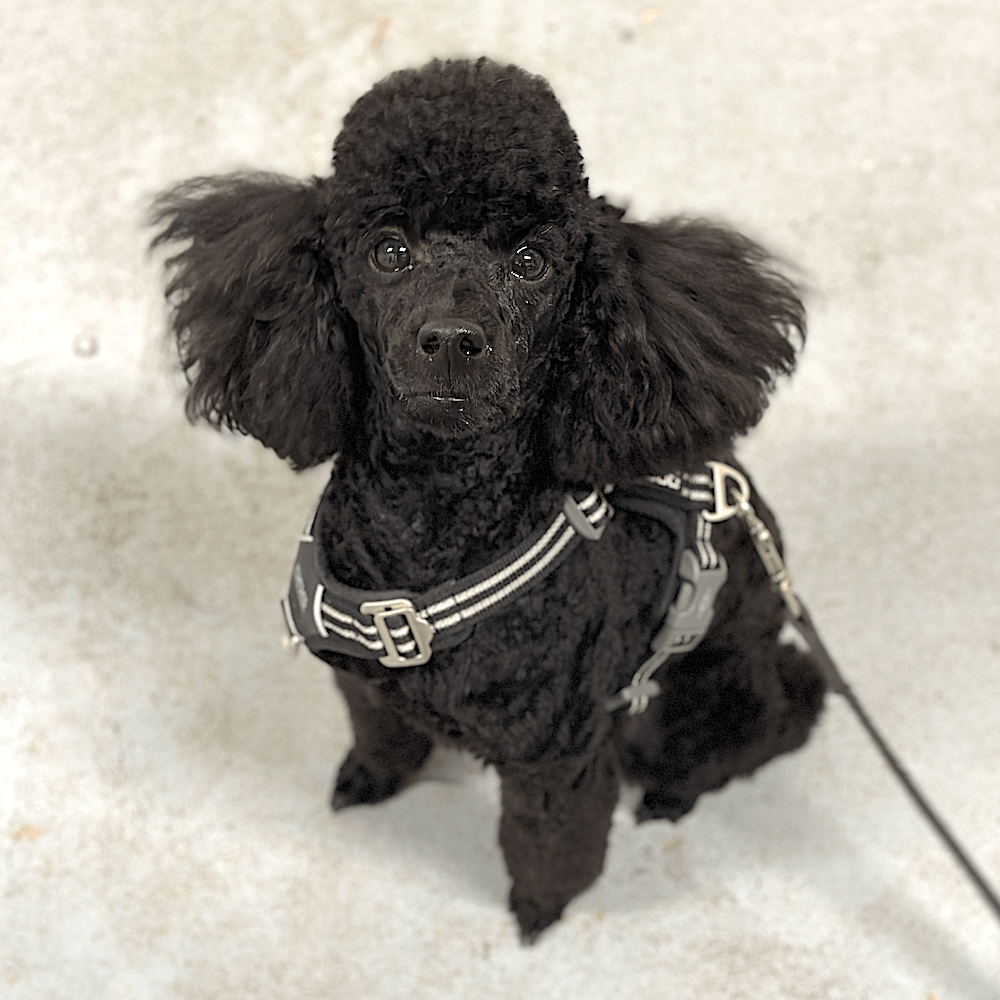 Puppycursus | Puppy PRO - Gehoorzaamheid Vervolg