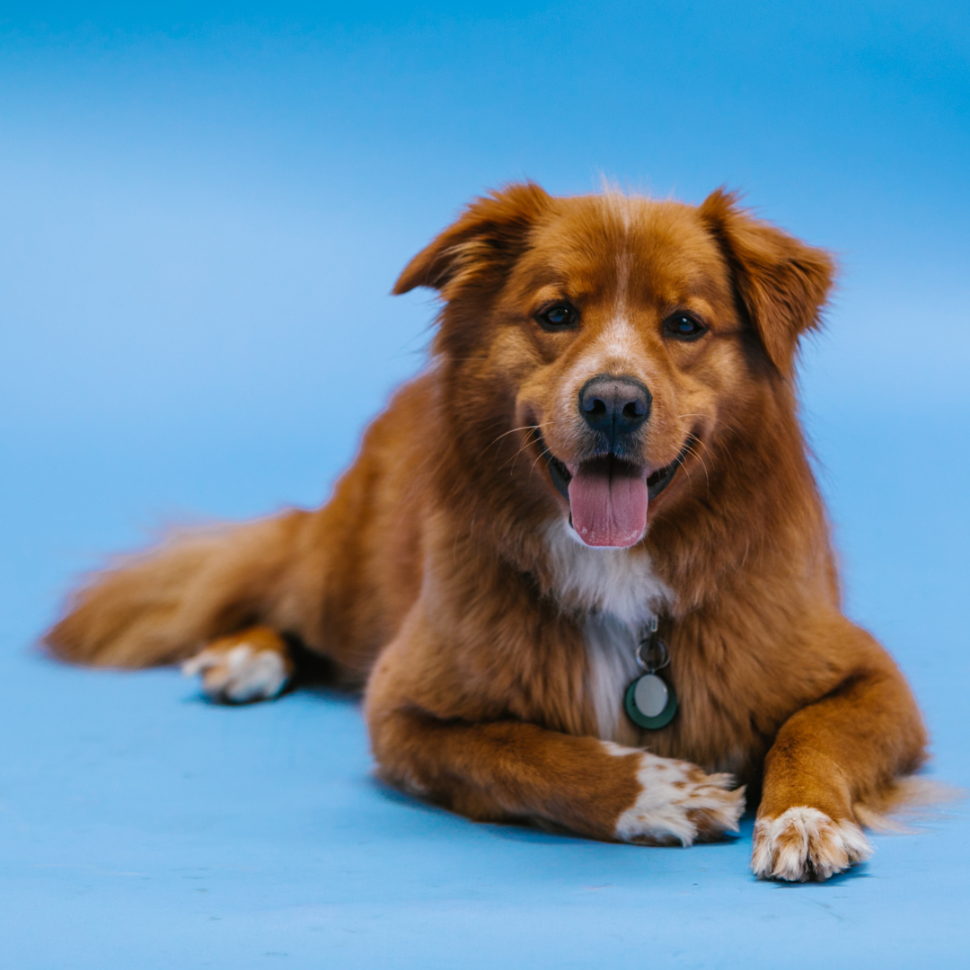 Puppycursus | Puppy PRO - Gehoorzaamheid Vervolg