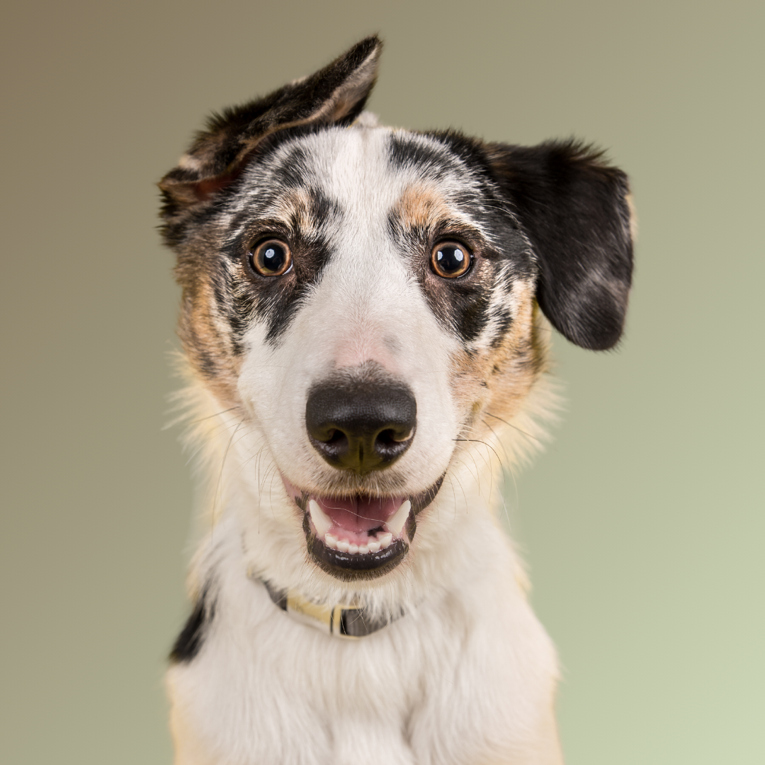 ROUTE 18 Programma<br><br> (= Route 18.1 & 18.2)