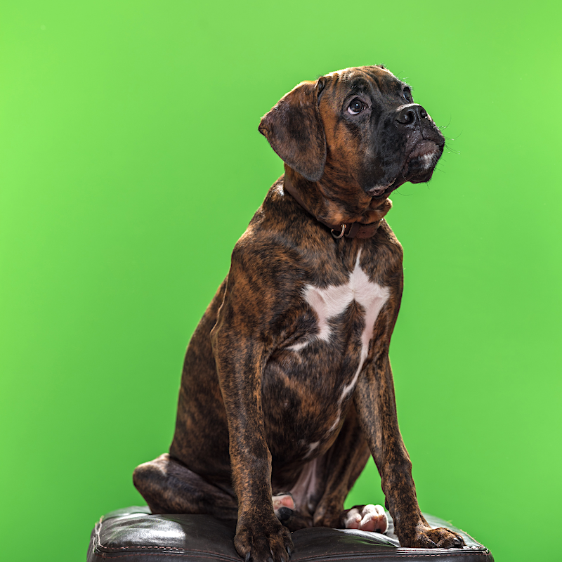 PLUS & PRO Programma