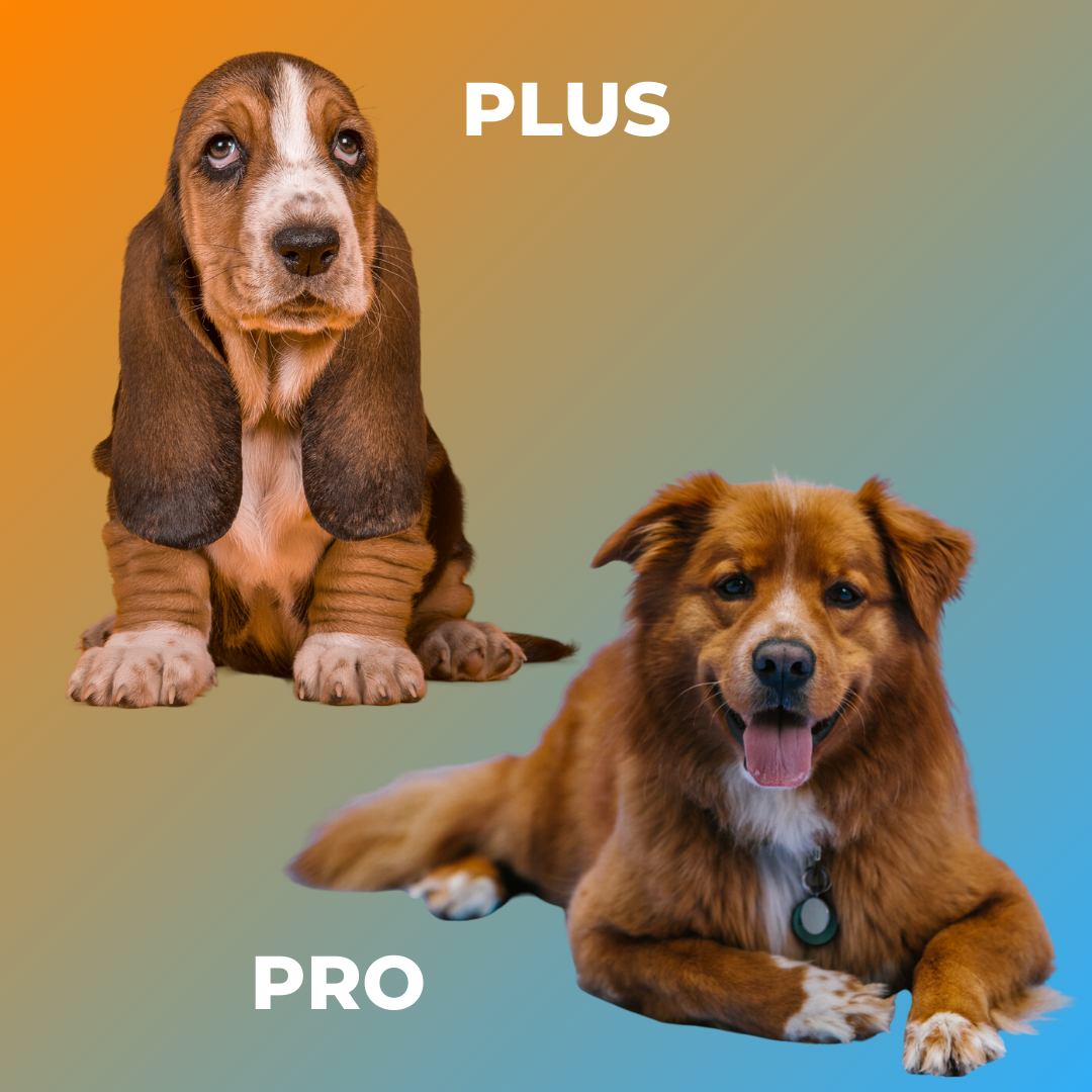 PLUS & PRO Programma