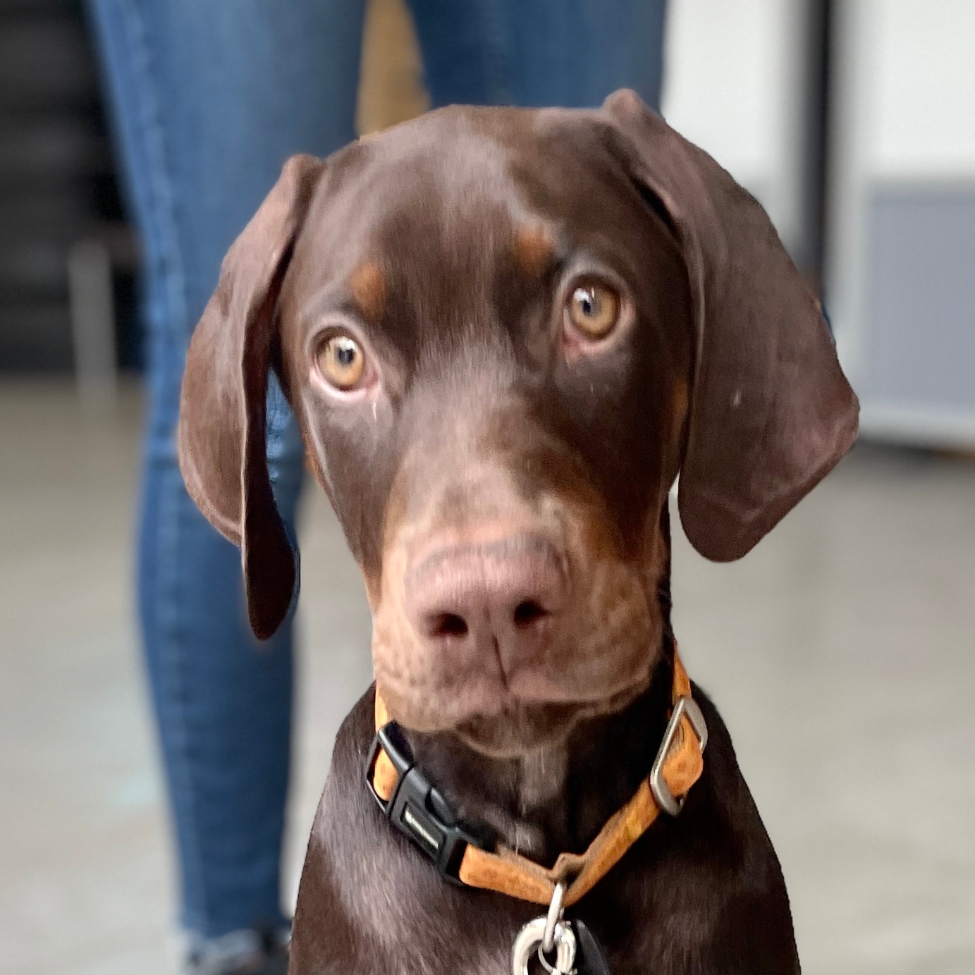 Puppycursus | Puppy PLUS - Gehoorzaamheid Basis