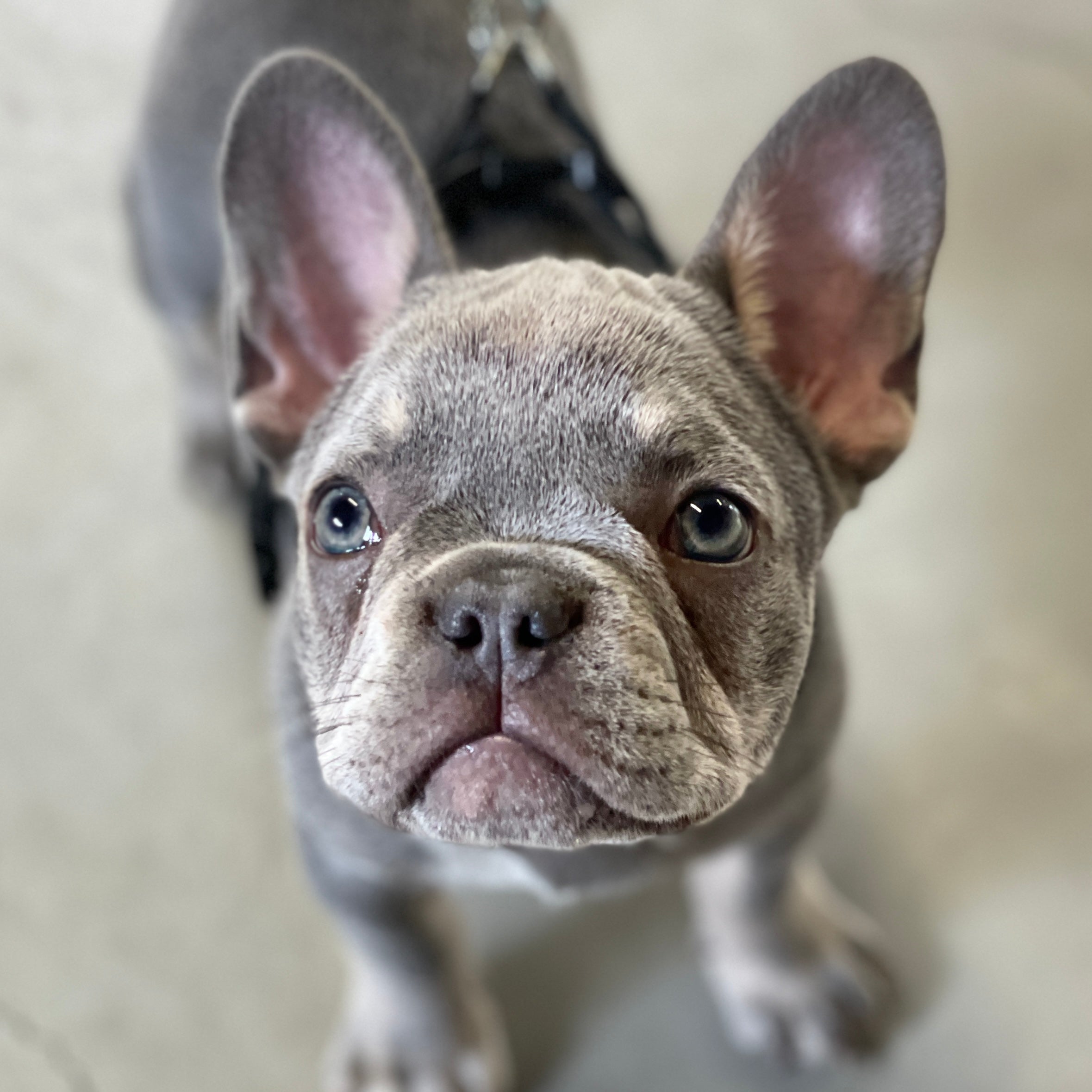 Puppycursus | Puppy PRO - Gehoorzaamheid Vervolg