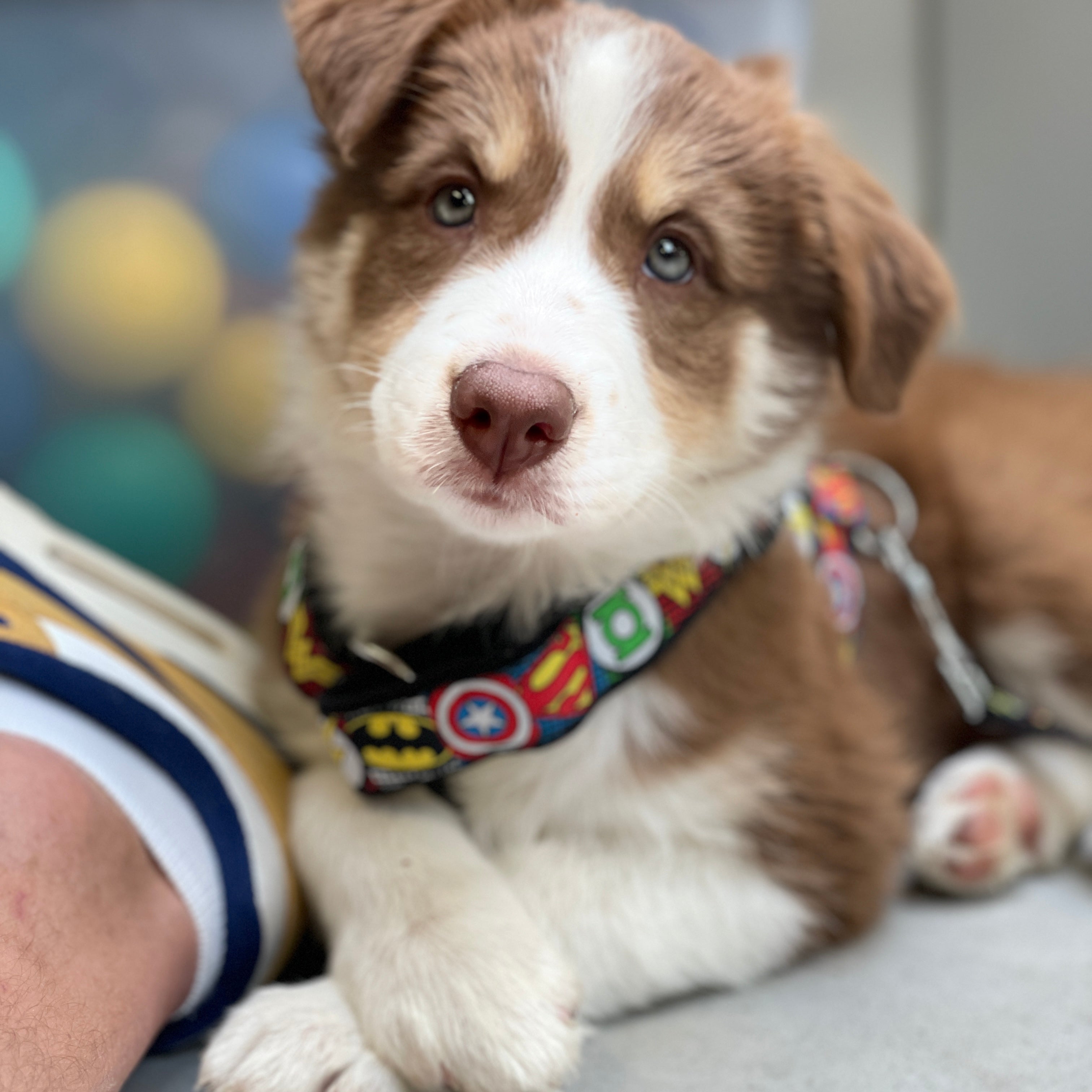 Puppycursus Puppy FUN – Socialisatie voor pups vanaf 8 weken