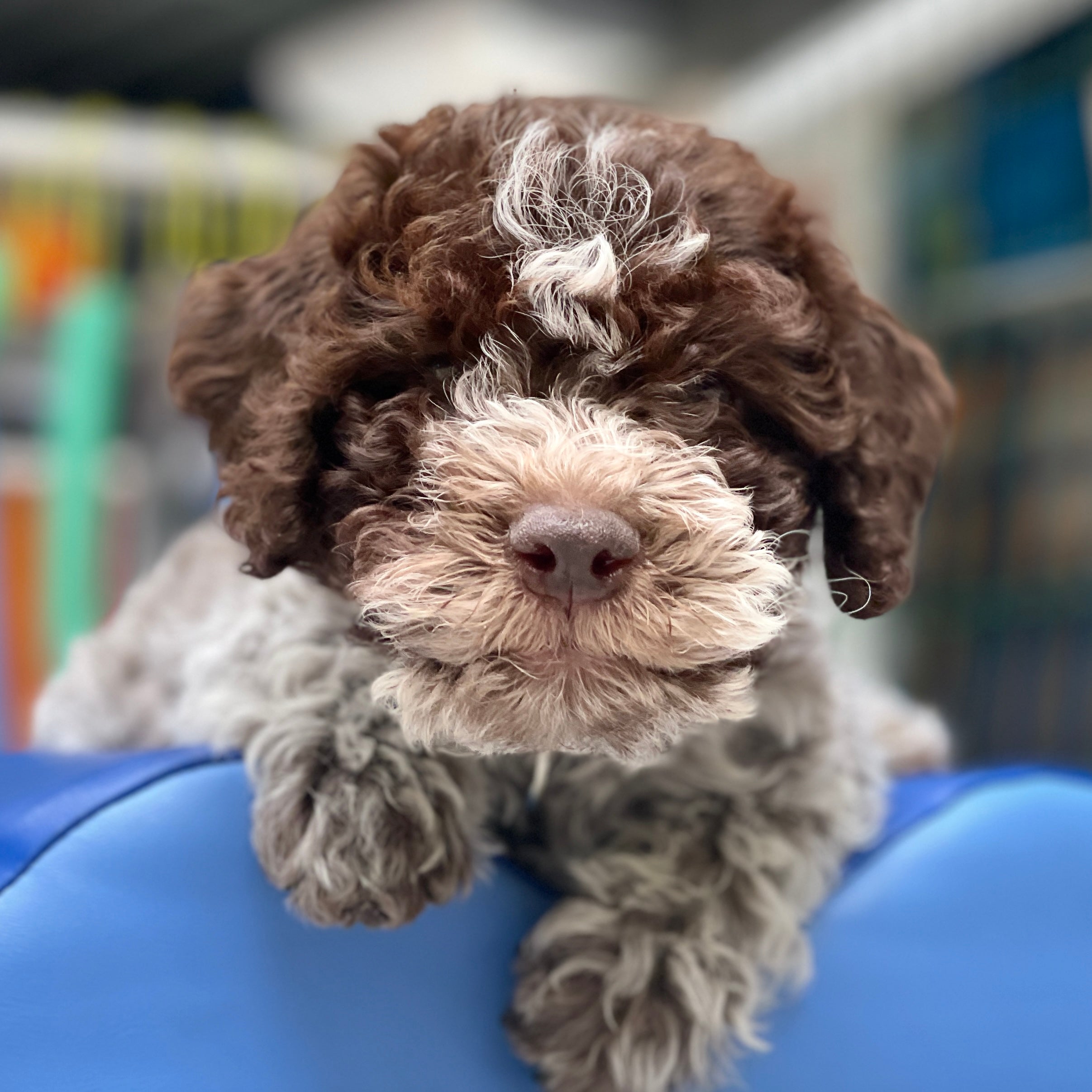 Puppycursus Puppy FUN – Socialisatie voor pups vanaf 8 weken