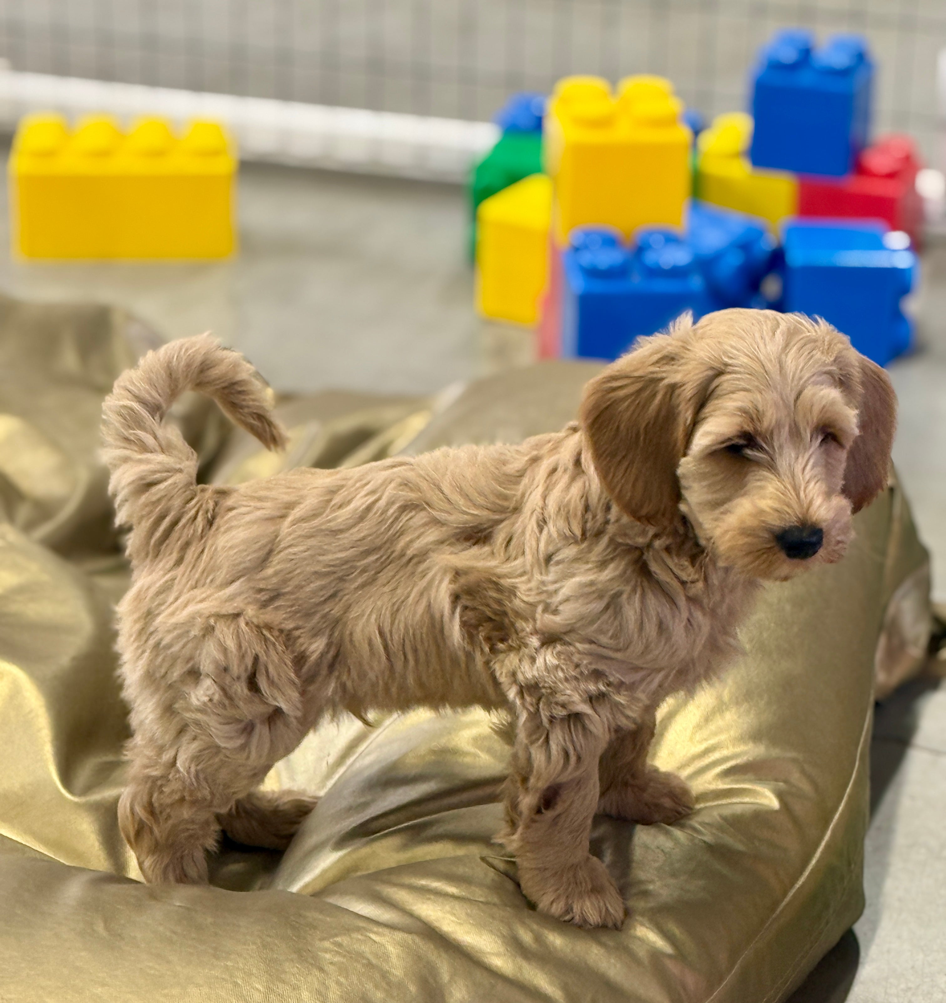 Puppycursus Puppy FUN – Socialisatie voor pups vanaf 8 weken