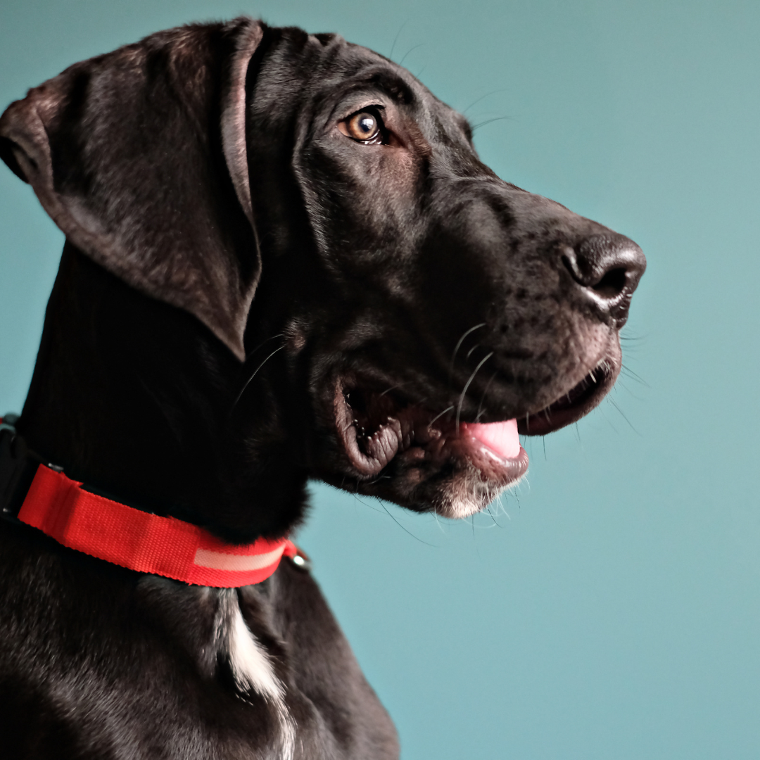 ROUTE 18 Programma<br><br> (= Route 18.1 & 18.2)