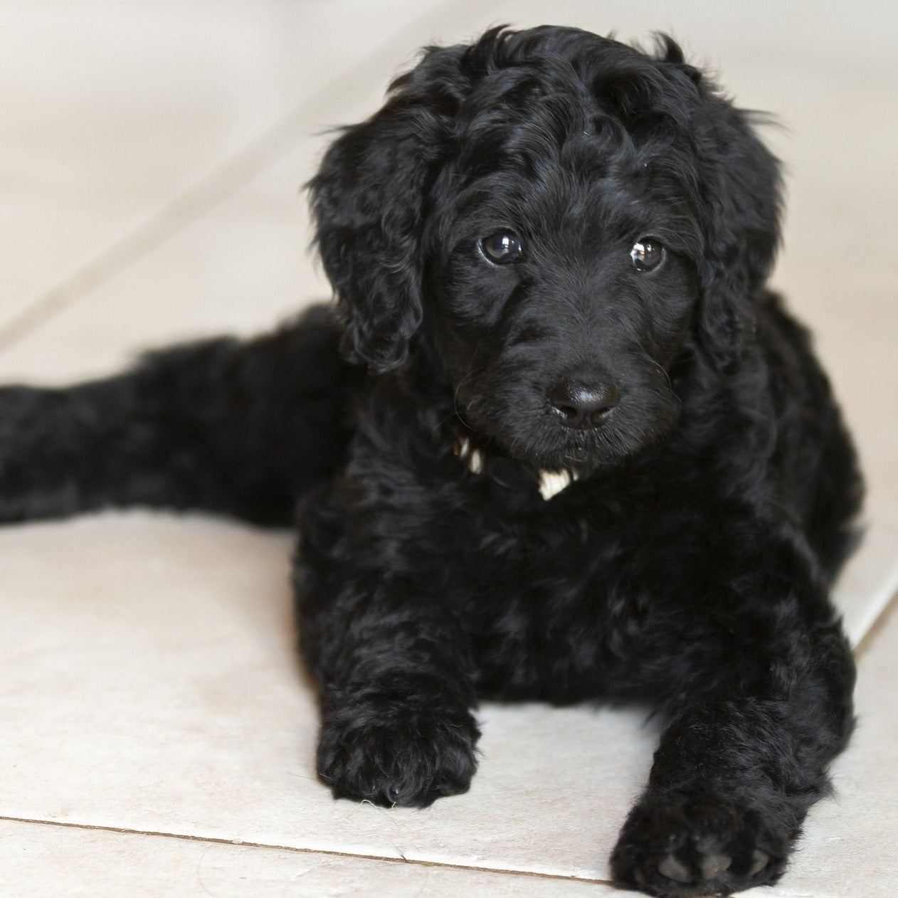 Puppyles | Puppy EXTRA