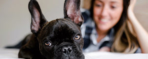 Waarom je hond wél verzekeren?