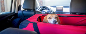Veilig op reis met je hond – Zo verloopt jullie autorit soepel!