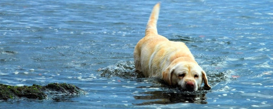 Help, het is heet! Zo houd je je hond koel bij zomerse hitte.