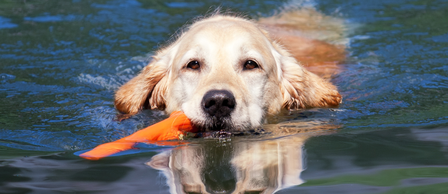 Verrijking van het Leven van Je Hond