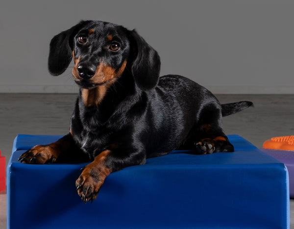 Pup tijdens de puppycursus bij Hond op School