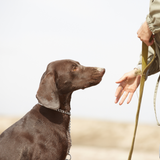 Hondopschool_HondentrainingPronkHond03.png__PID:7d9649ad-bca2-48a5-9bcf-d4bbadcc05a0