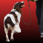 PronkHond