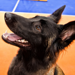 PronkHond